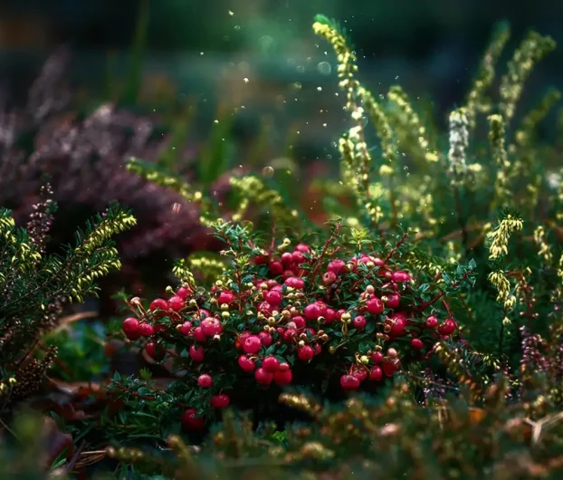 Baies rouges dans nature bretonne