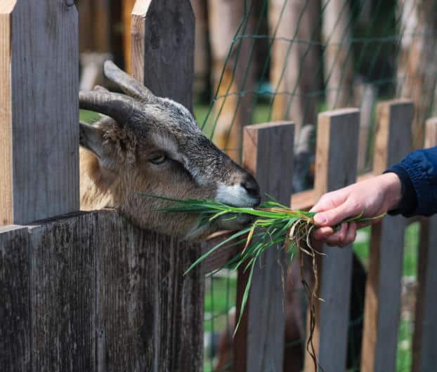 Notre camping proche des animaux