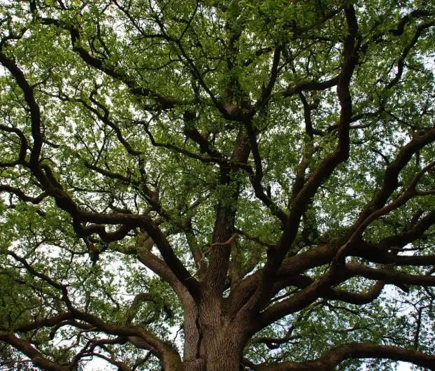Vieux chêne majestueux forêt
